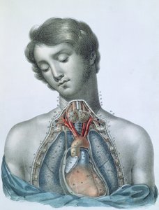 Le cœur et les organes dans la poitrine, de 
